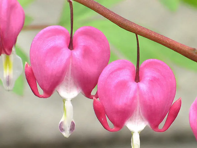 Dicentra: photo of flowers in a flower bed, types and varieties