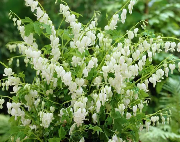 Dicentra: photo of flowers in a flower bed, types and varieties