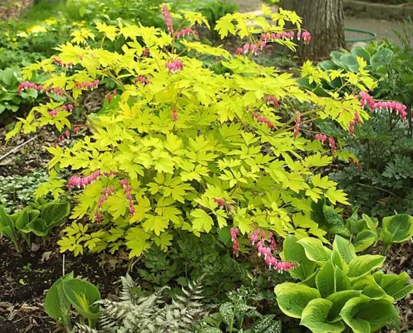 Dicentra: photo of flowers in a flower bed, types and varieties