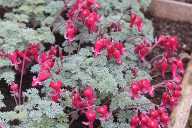 Dicentra: photo of flowers in a flower bed, types and varieties