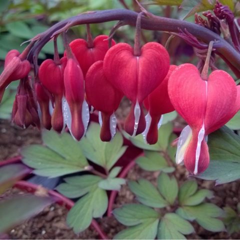 Dicentra: photo of flowers in a flower bed, types and varieties