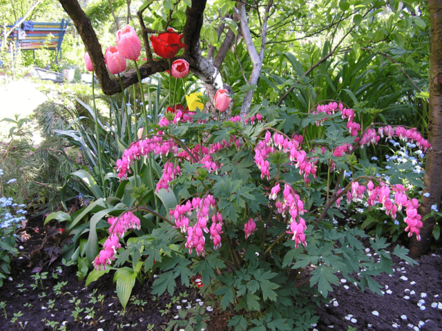 Dicentra: photo of flowers in a flower bed, types and varieties