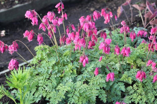 Dicentra: photo of flowers in a flower bed, types and varieties