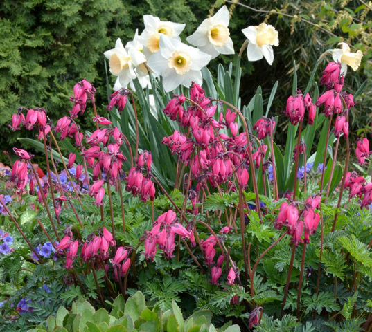 Dicentra: photo of flowers in a flower bed, types and varieties