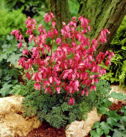 Dicentra: photo of flowers in a flower bed, types and varieties