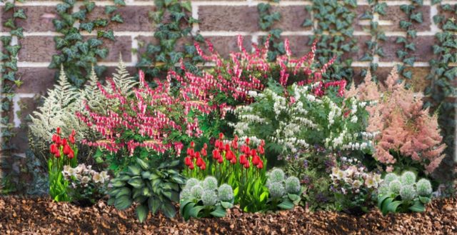 Dicentra: photo of flowers in a flower bed, types and varieties