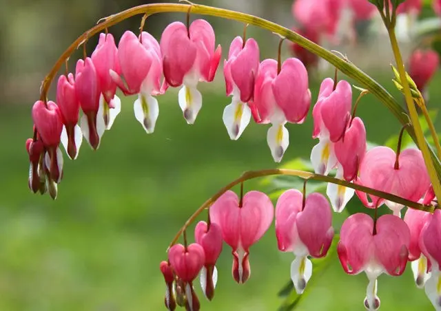 Dicentra: photo of flowers in a flower bed, types and varieties