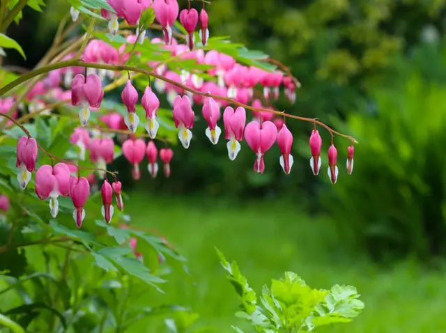 Dicentra: photo of flowers in a flower bed, types and varieties