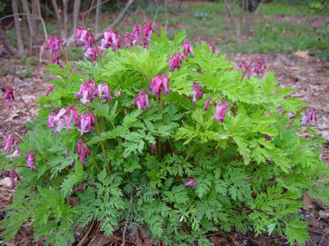 Dicentra: photo of flowers in a flower bed, types and varieties