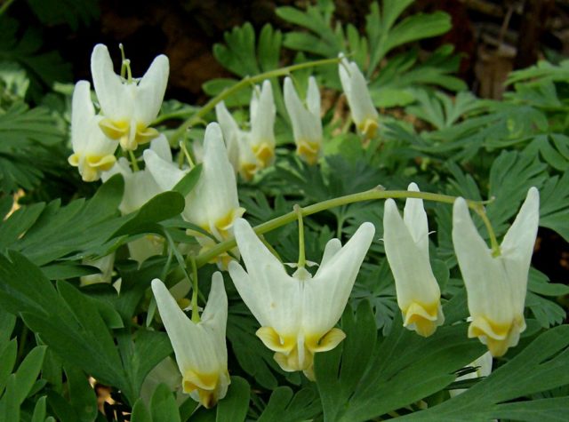 Dicentra: photo of flowers in a flower bed, types and varieties