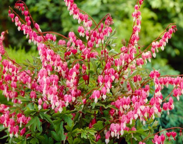 Dicentra: photo of flowers in a flower bed, types and varieties