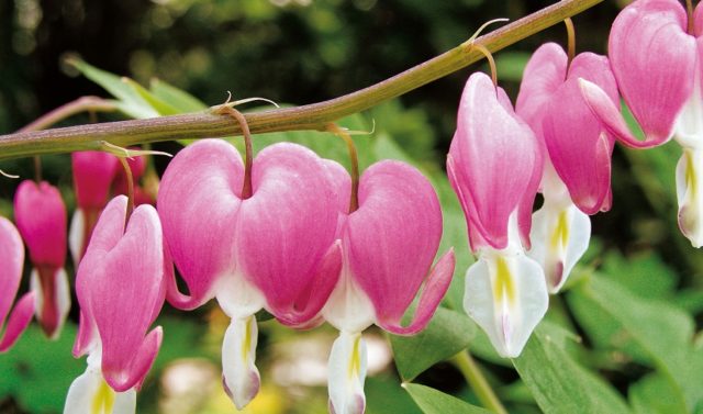 Dicentra: planting and care in the open field, reproduction