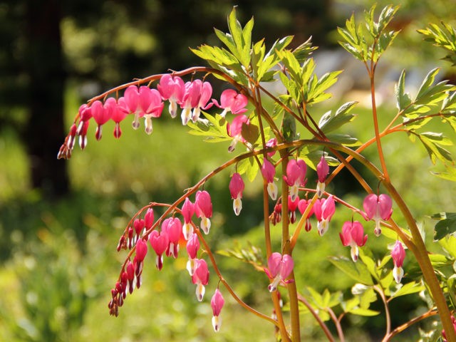 Dicentra: planting and care in the open field, reproduction