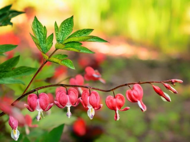 Dicentra: planting and care in the open field, reproduction