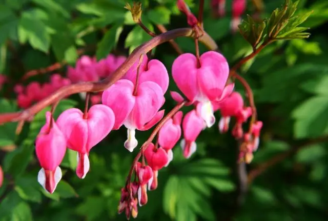 Dicentra: planting and care in the open field, reproduction