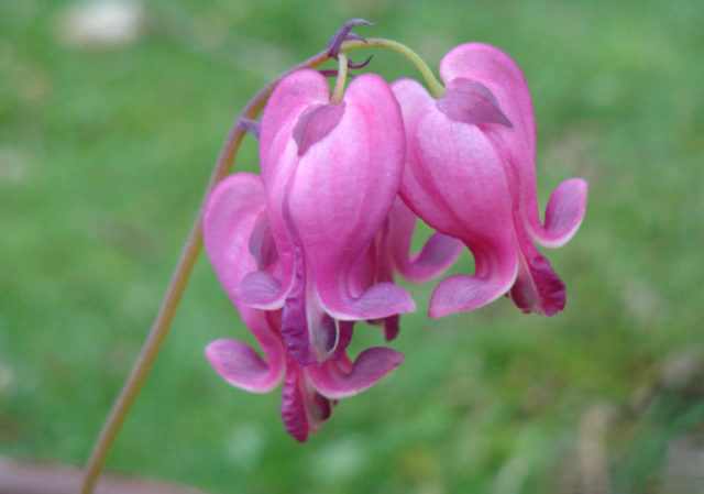 Dicentra: planting and care in the open field, reproduction