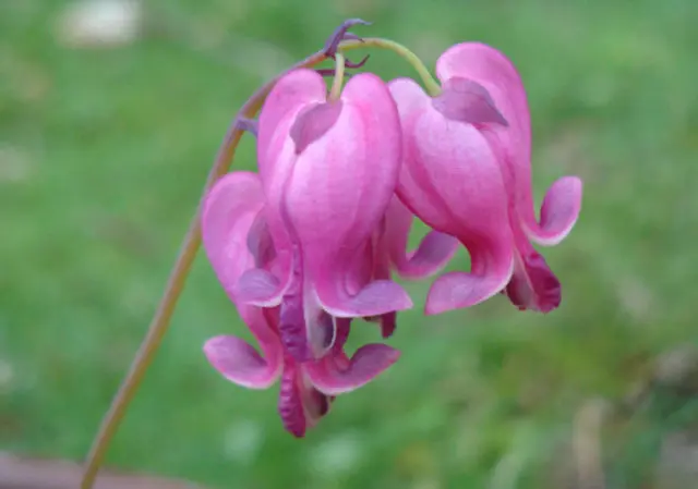 Dicentra: planting and care in the open field, reproduction