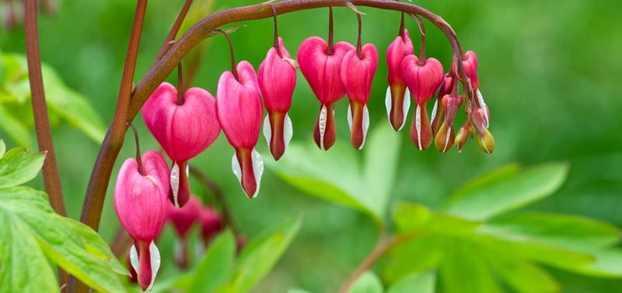 Dicentra: planting and care in the open field, reproduction