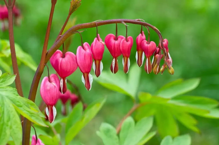 Dicentra: planting and care in the open field, reproduction