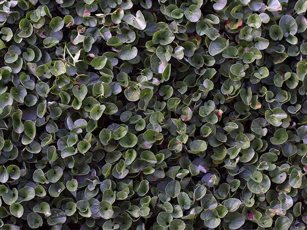 Dichondra Emerald Falls: photo and description of flowers, planting and care