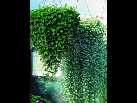 Dichondra Emerald Falls: photo and description of flowers, planting and care