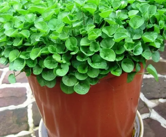 Dichondra Emerald Falls: photo and description of flowers, planting and care