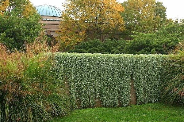 Dichondra Emerald Falls: photo and description of flowers, planting and care