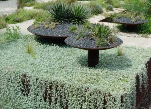 Dichondra Emerald Falls: photo and description of flowers, planting and care