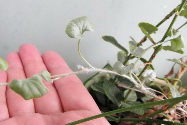 Dichondra Emerald Falls: photo and description of flowers, planting and care