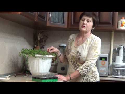 Dichondra from seeds at home: photo, planting and care, cultivation