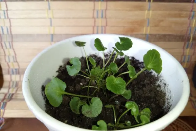 Dichondra from seeds at home: photo, planting and care, cultivation