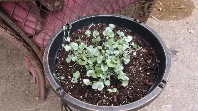 Dichondra from seeds at home: photo, planting and care, cultivation