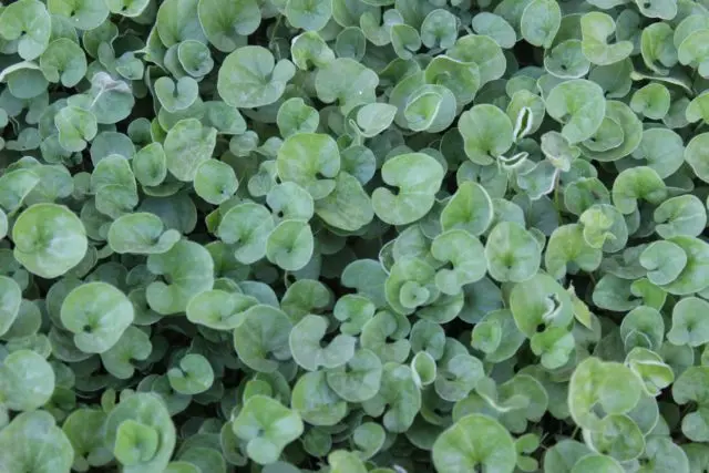 Dichondra from seeds at home: photo, planting and care, cultivation