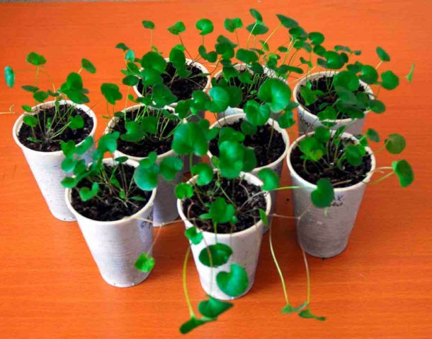 Dichondra Silver Falls: growing at home, description, photos, reviews