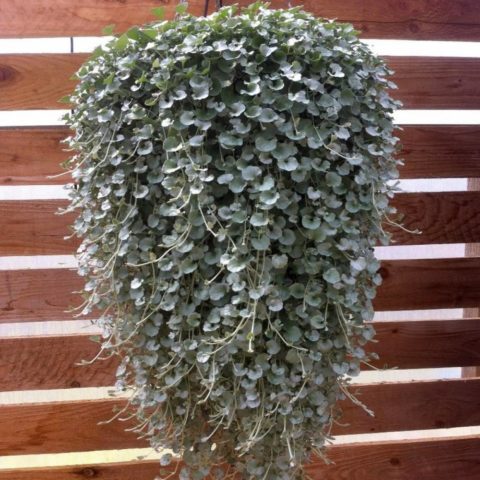 Dichondra Silver Falls: growing at home, description, photos, reviews