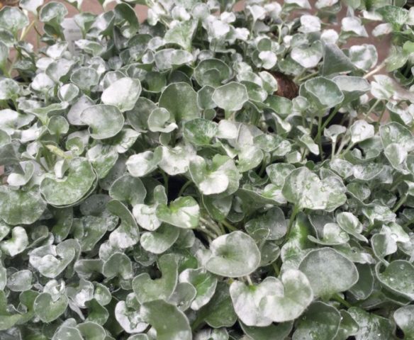 Dichondra Silver Falls: growing at home, description, photos, reviews