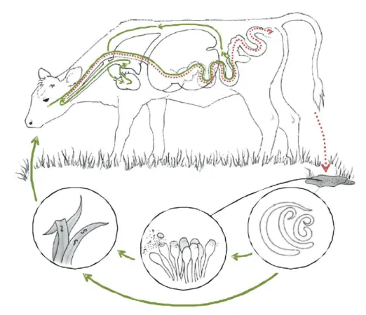 Dictyocaulosis in cows: treatment and prevention