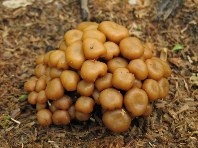 Did honey agaric go in the Samara region and Samara in 2022: mushroom places, picking season