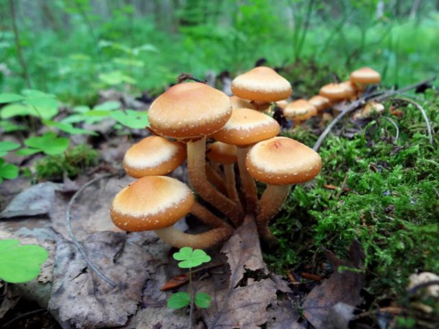 Did honey agaric go in the Samara region and Samara in 2022: mushroom places, picking season