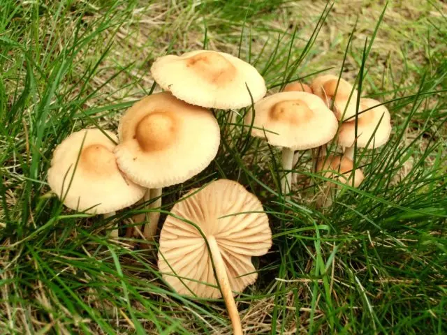 Did honey agaric go in the Samara region and Samara in 2022: mushroom places, picking season