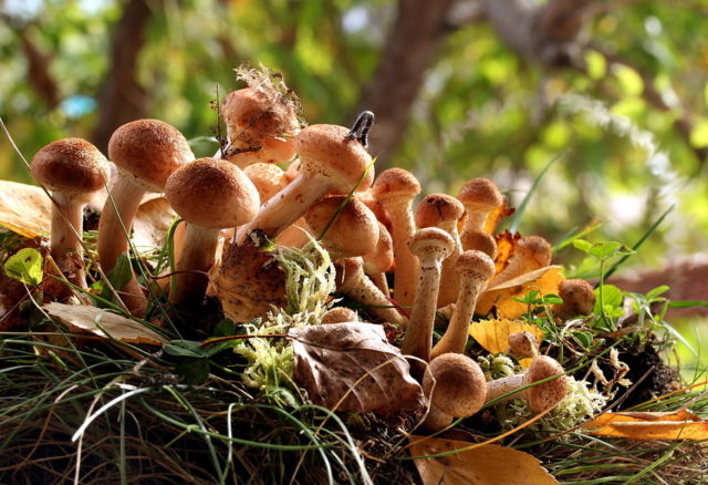 Did honey agaric go in the Samara region and Samara in 2022: mushroom places, picking season