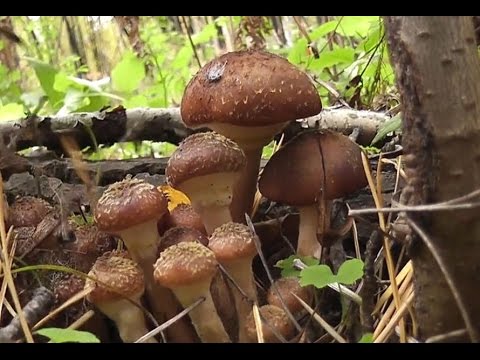 Did honey agaric go in the Samara region and Samara in 2022: mushroom places, picking season