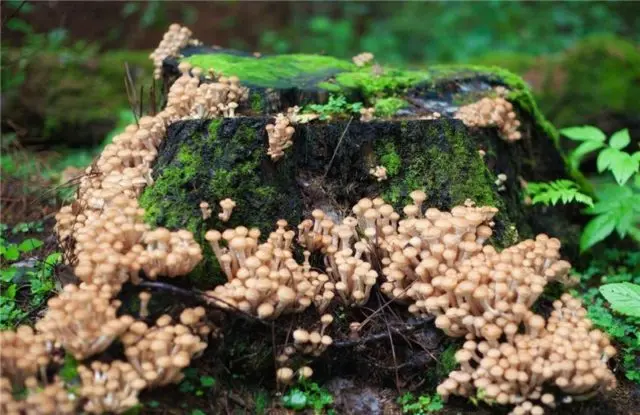 Did mushrooms appear in Bashkiria: mushroom places and collection rules