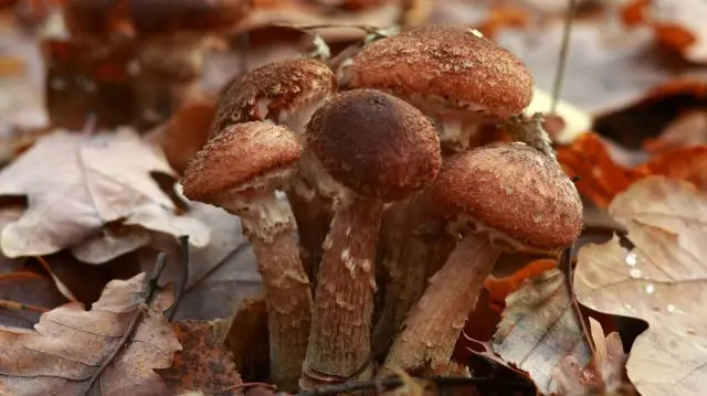 Did mushrooms appear in Bashkiria: mushroom places and collection rules