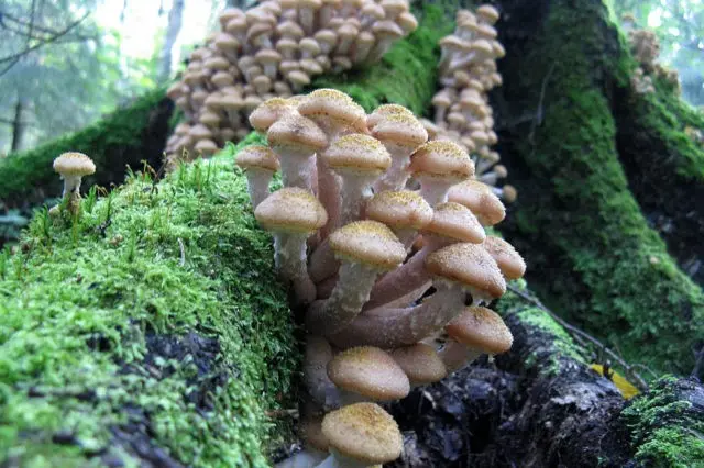 Did mushrooms appear in Bashkiria: mushroom places and collection rules