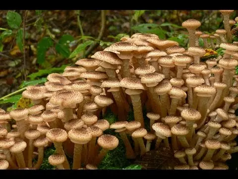 Did mushrooms appear in Bashkiria: mushroom places and collection rules