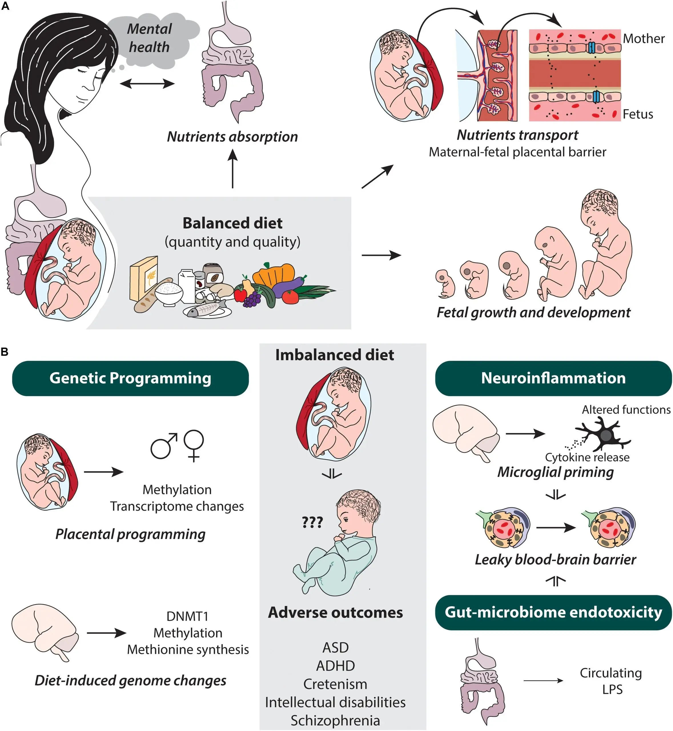 Diet restriction in early pregnancy disrupts the development of the fetal brain