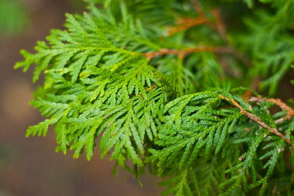 Difference thuja from cypress