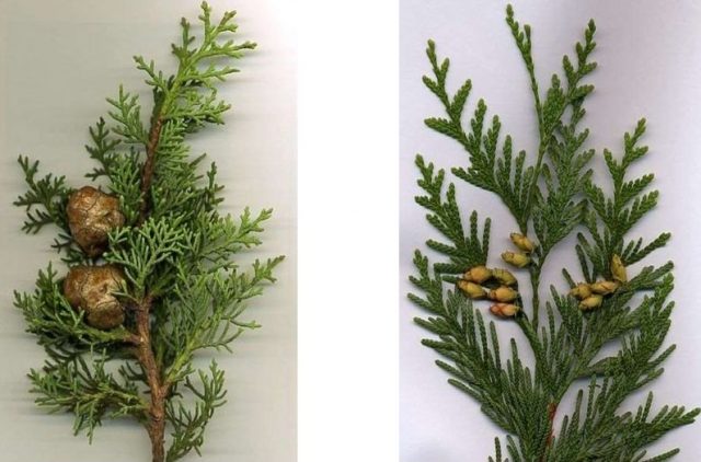 Difference thuja from cypress