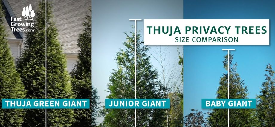 Difference thuja from cypress